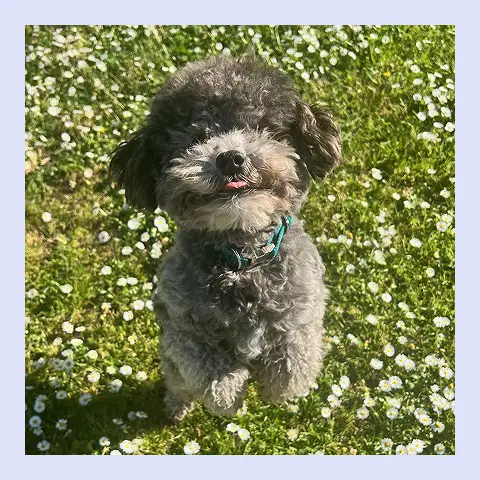 Charlie the dog in a field of flowers