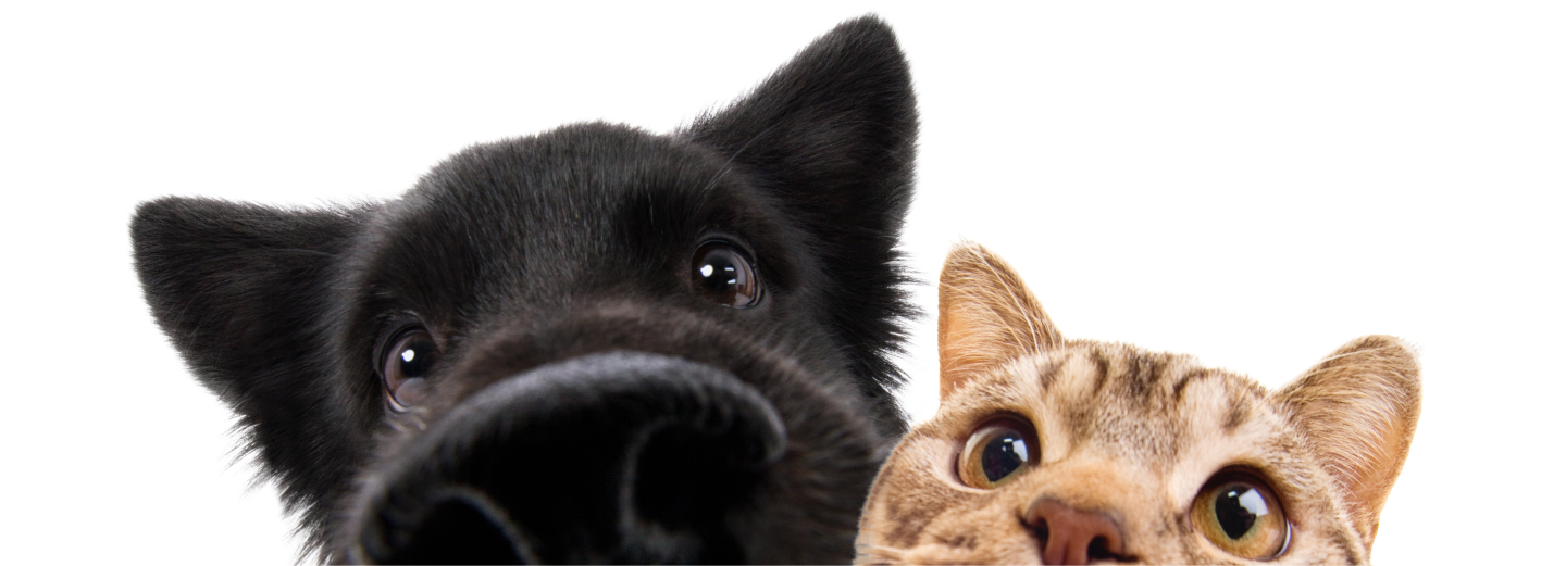 Cat and dog peeking over the edge