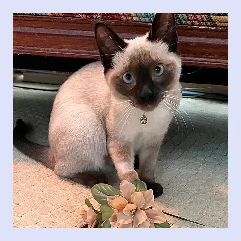 Emma the cat