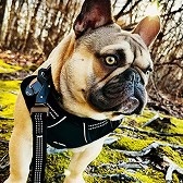 Jack on a walk in the forest, French Bulldog in black harness with a leash