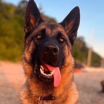 Ashton, German Shepherd