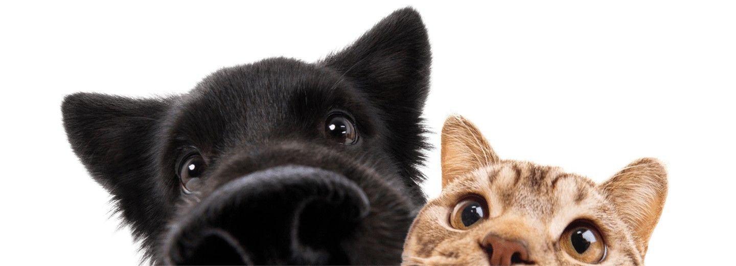 Dog and cat peeking over edge