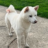 Mooshu on a walk, large white dog on a leash