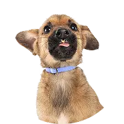 Puppy, German_Shepherd, Tongue_Peek_Collar