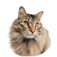 Cat Silo Pet 1