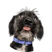 Dog, Mixed_Breed-Small-Black, Peeking-Tongue