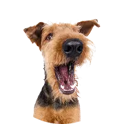 Dog, Airedale_Terrier-Large-Brown, Smile