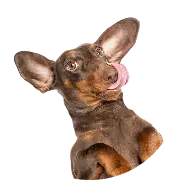 Dog, Dachshund, Standing_Lick