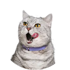 Cat Licking it's lips