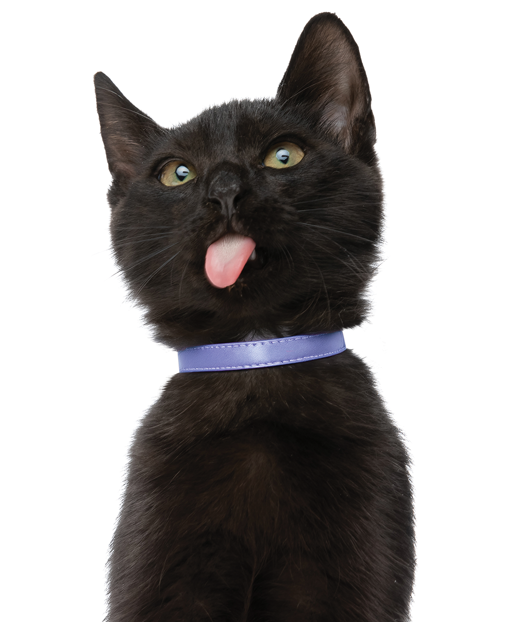 Silo-Frame-Cat-Black-Lick_Collar_edited.png