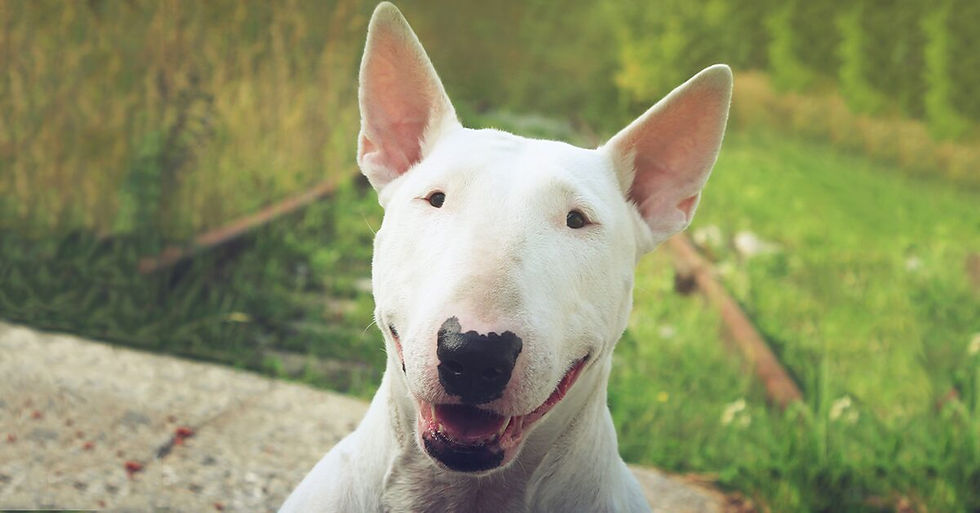 Bull Terrier