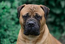 Bullmastiff Adult