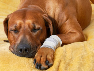 sleepy dog with bandage