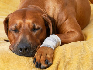 sleepy dog with bandage