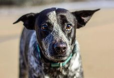 Border Heeler