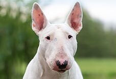 Bull Terrier Adult