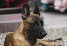 Belgian Malinois Adult