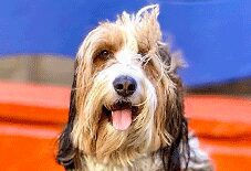 Bernedoodle
