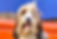 Bernedoodle