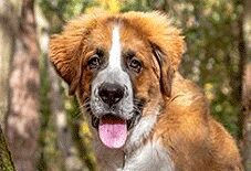 Saint Bernese