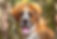 Saint Bernese