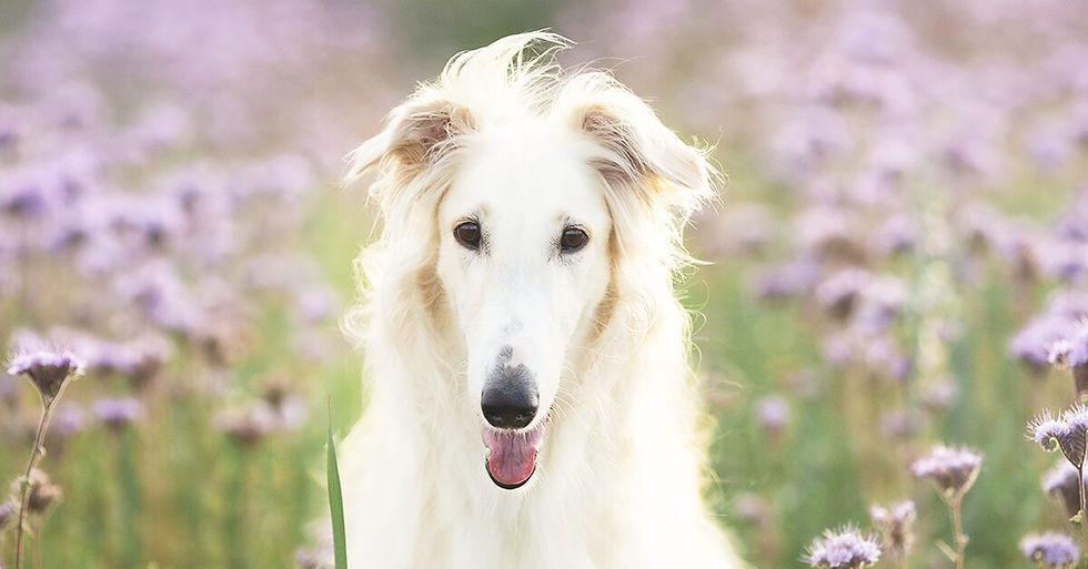Borzoi