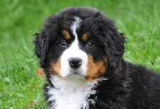 Bernese Mountain Dog Puppy