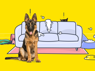 dog hiding from a cat behind sofa