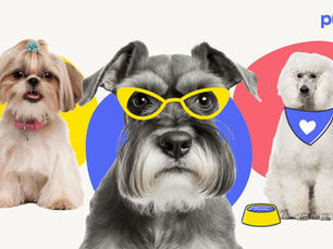 three dogs, one with glasses on