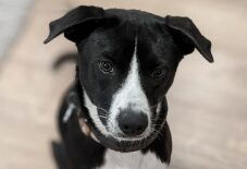Border Basenji
