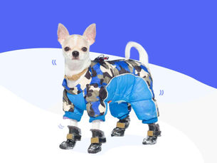 dog in a blue jacket