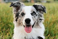 Border Aussie