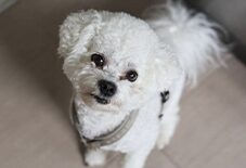 Bolo Bichon