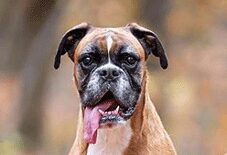 Belgian Boxer