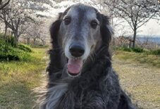 Borzoi Golden