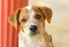Texas Heeler