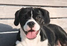 Boston Spaniel