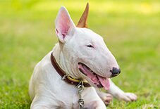 Bull Terrier Senior