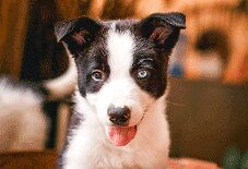 Border Collie Puppy