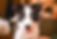 Border Collie Puppy