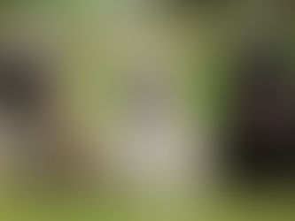 three pugs sat on grass