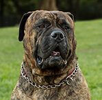 Bullmastiff Red Fawn Brindle