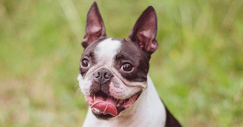 Boston Terrier