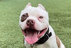 Boston Bulldog