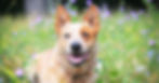 Australian Cattle Dog