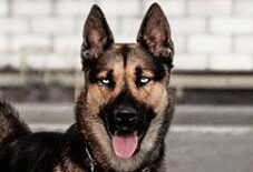 Belusky