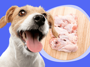 dog looking happy next to raw chicken