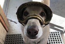 Borzoiador