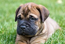 Bullmastiff Puppy