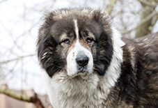 Caucasian Shepherd - Senior